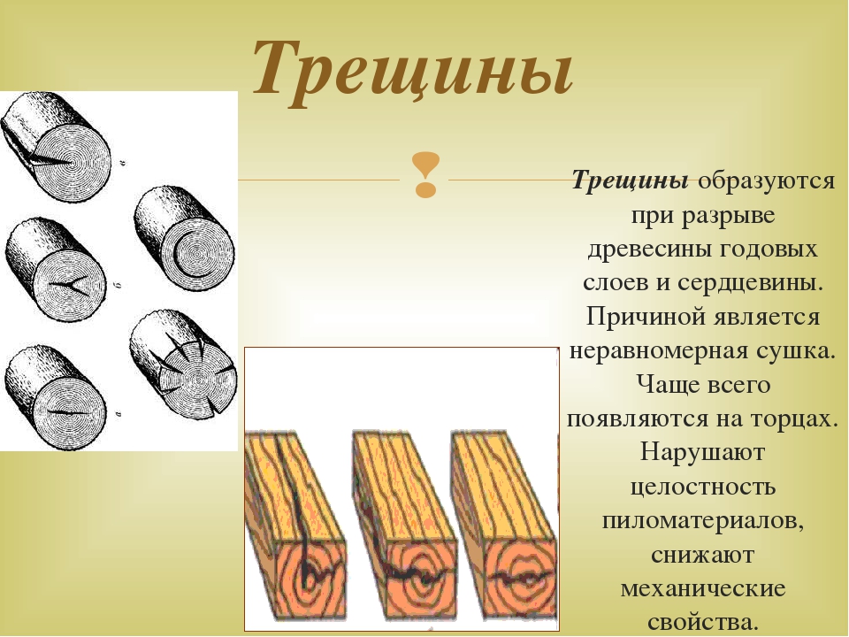 Заготовка древесины пороки древесины лесоматериалы презентация